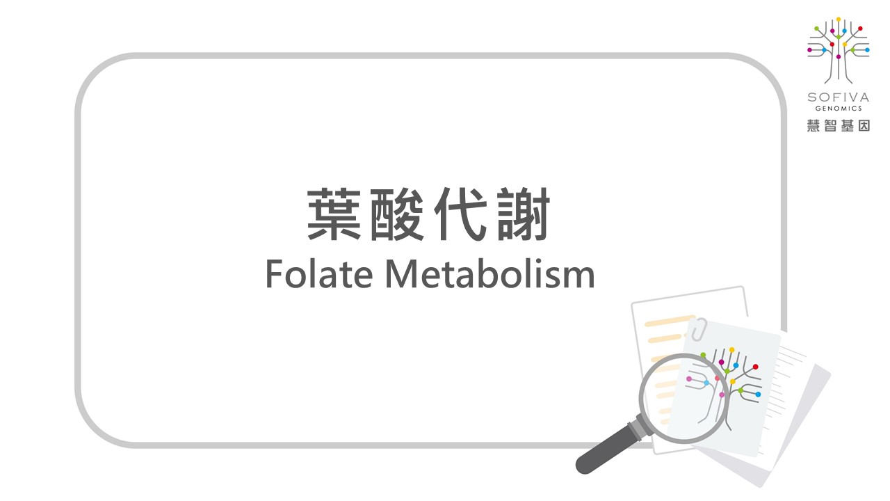 葉酸代謝,Vitamin B9,MTHFR,葉酸代謝基因檢測